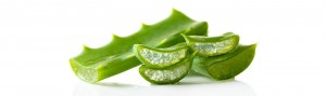 forever-living-california-aloe-vera-leaves-2
